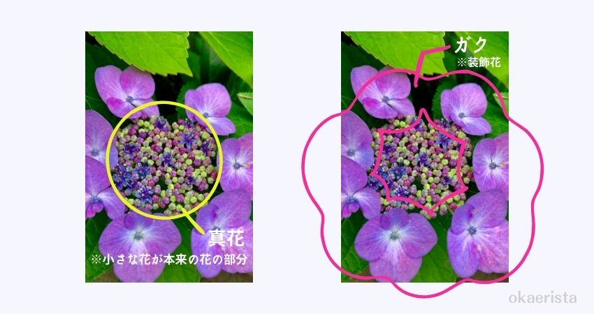紫陽花のガクと真花の説明画像
