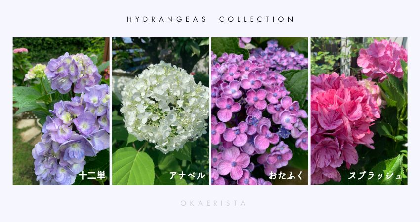 紫陽花の品種紹介写真